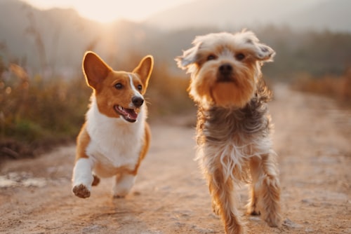 Puppies running